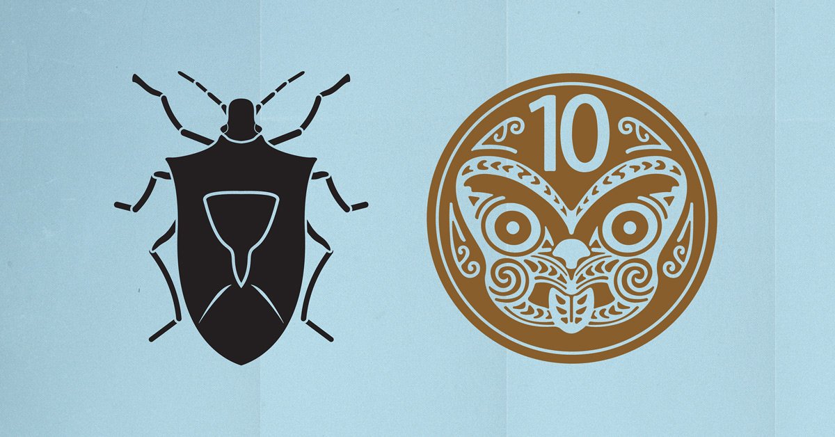 PotatoesNZ's tweet photo. Brown marmorated stink bug (BMSB) is a #biosecurity pest. If you see one, catch it&amp; report it to @MPI_NZ   on 0800 80 99 66. #potatoesnz https://t.co/08clvw8cs5