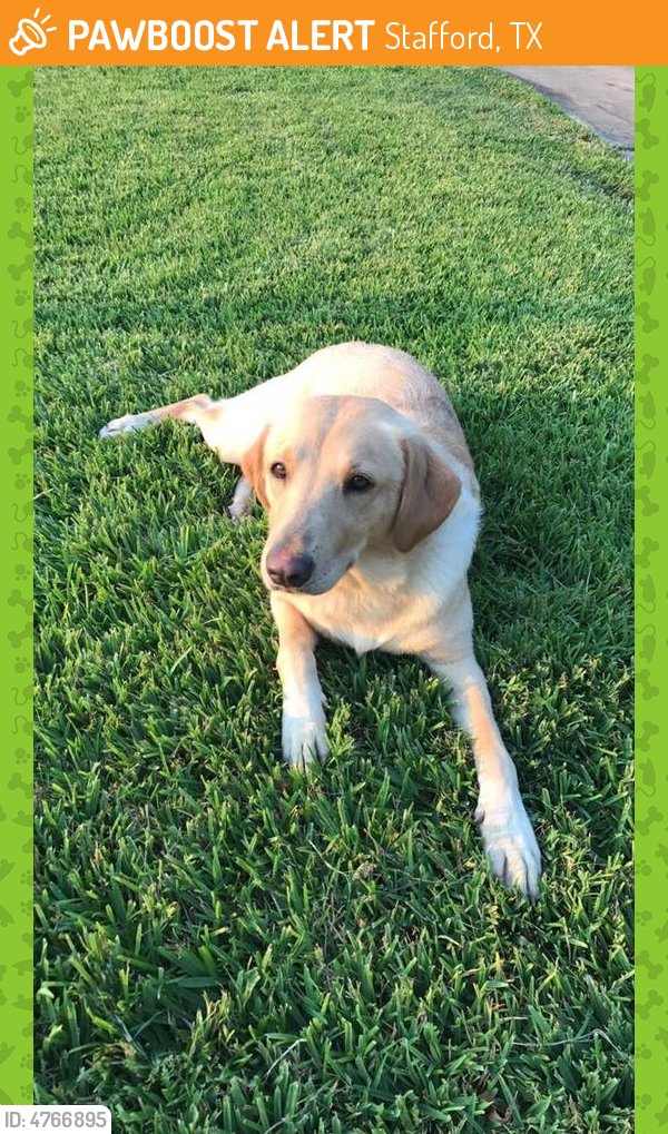 HarveyLostPets's tweet photo. Please RT! #found #pet in #MeadowsPlace #TX 77477 seeking owner https://t.co/EAoIBZqx9Y https://t.co/s5EWjoKaKW