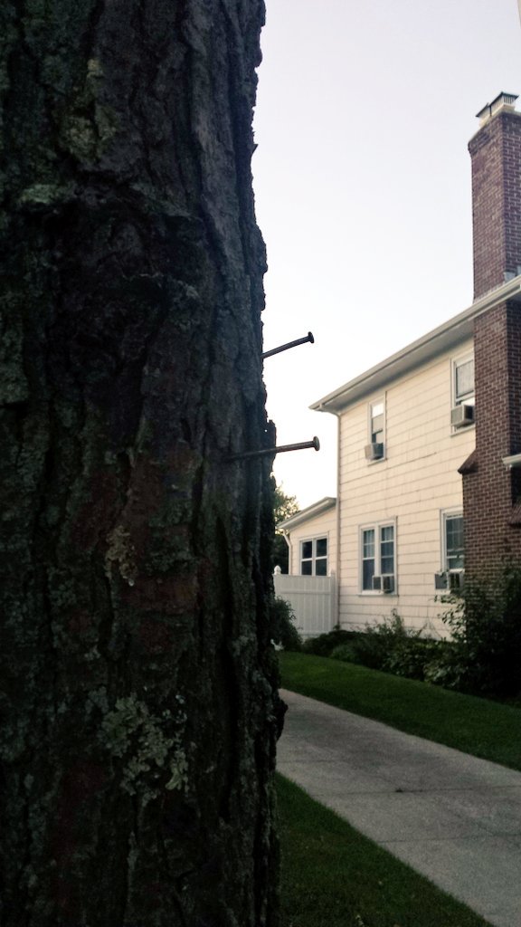 Citzn_Forester's tweet photo. Even if you are advertising the best yard sale ever, DO NOT...I repeat...DO! NOT! PUT NAILS IN #STREETTREES! #Trees are living things! 🌳 https://t.co/nf85vjHGw8