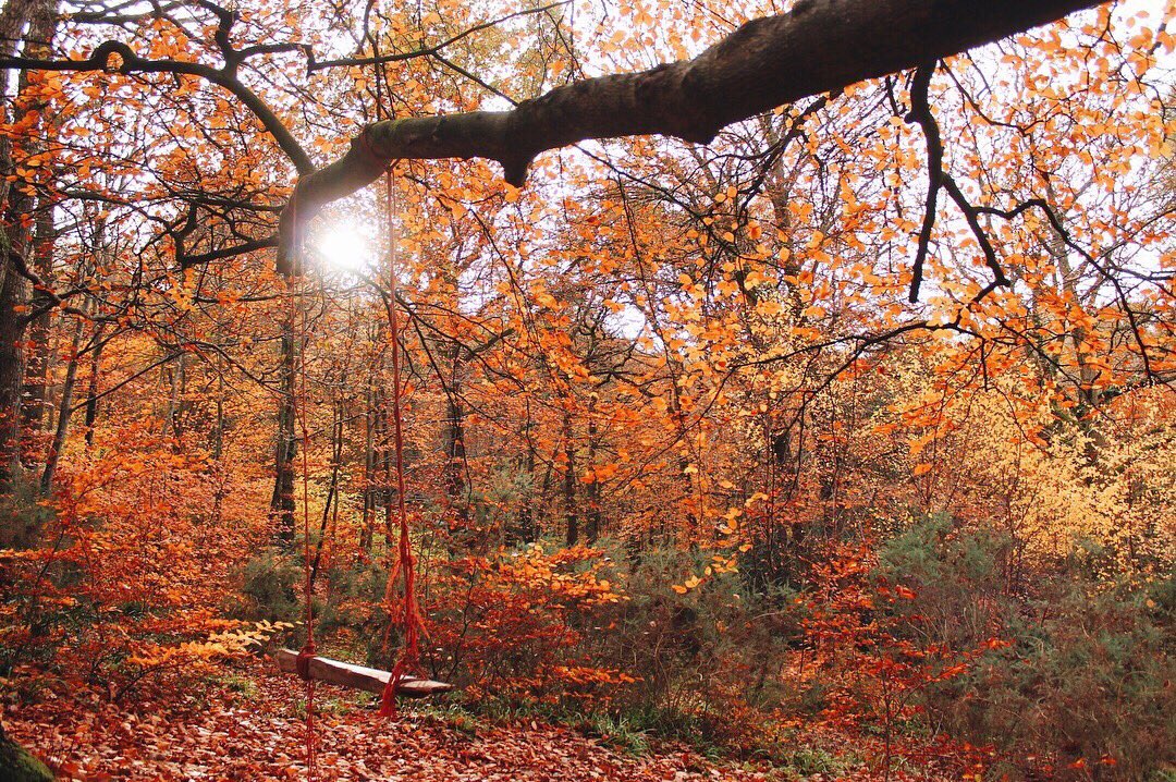 ChiIIVlbes's tweet photo. i'm freaking obsessed with the colors of autumn leaves 🍂😍 https://t.co/nTvPbt1jfF