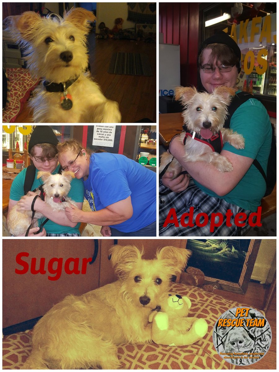 Our Sweet Sugar has a family all her own.  Nothing but happy tails ahead. #Adopted #PRTSuccessStories