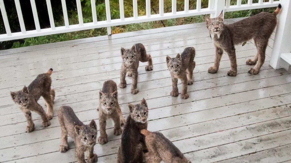 CBCNews's tweet image. "I look closer, and... my gosh! Their feet are about the size of their head!" cbc.ca/1.4315310