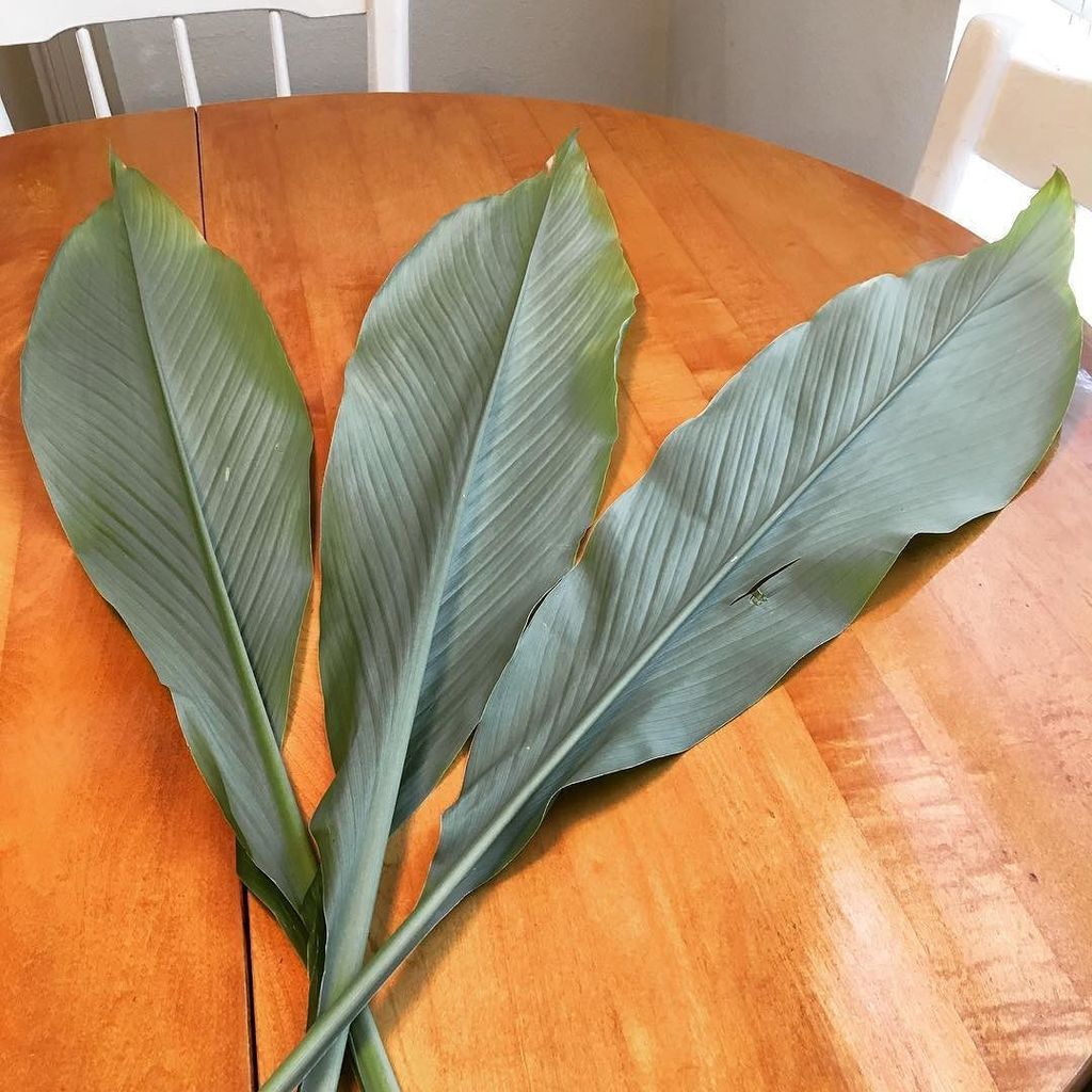 #tumeric leaves from Jhansi at our #comunitygarden . Can't wait to add to our #EndOfSummer dishes. #southernIndia … ift.tt/2wrgshD