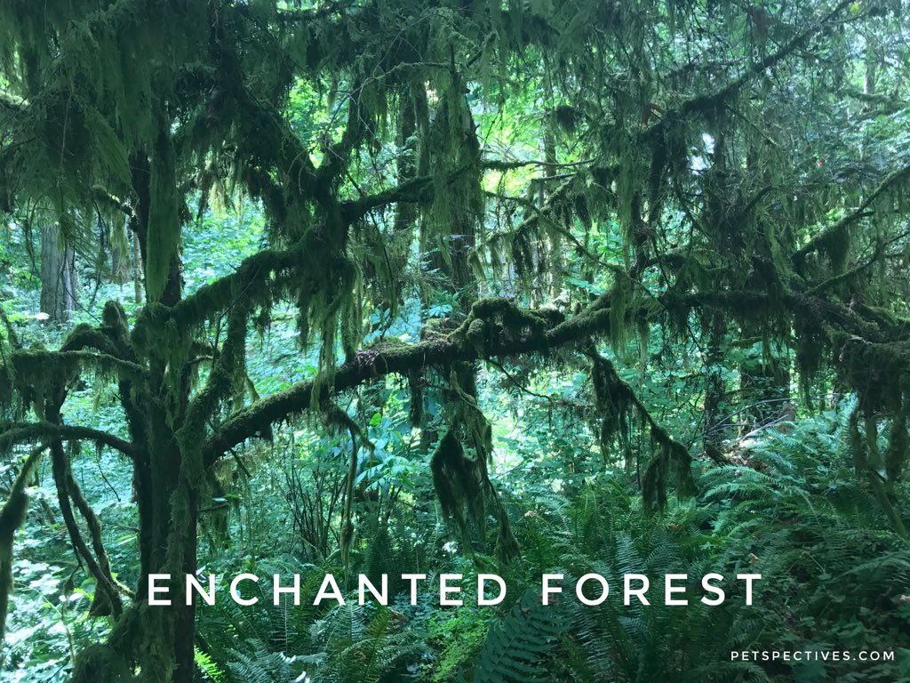 petspectives's tweet photo. Read about my hike in an enchanted forest in Oregon: https://t.co/OG4fwS9Ugv #petspectives #enchantedforest #pettravel #rvtravel #hiking https://t.co/uT1wG1a4kp
