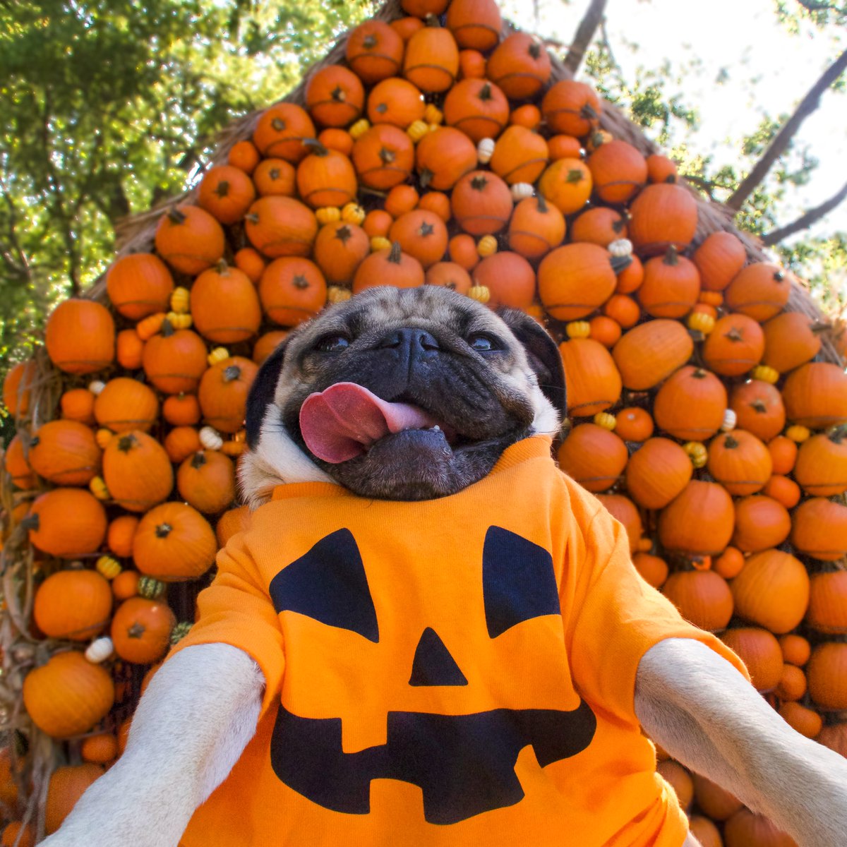 Loulou_thepug's tweet photo. PUGTOBER IS HERE 🎃 https://t.co/LIHAIhBA6J