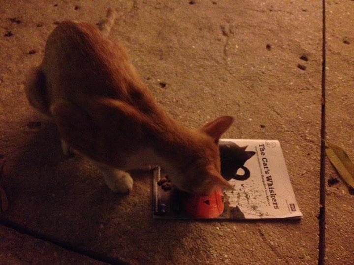 bigPURRproject's tweet photo. Even the #cats of The Atlantis Hotel #Dubai have been enjoying #TheCatsWhiskers🐾😺 

Have you got yours yet?

#CatsOfTwitter  #sunday https://t.co/bhJEmW3HFm