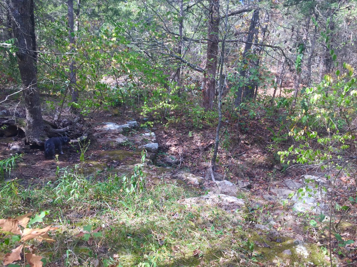 ozarkswriter's tweet photo. Took a hike in our woods. Cat tagged along and I turned into a Cat Uber. It's a gorgeous day! #autumn #cavestate #mo https://t.co/dlMyMWwyWy
