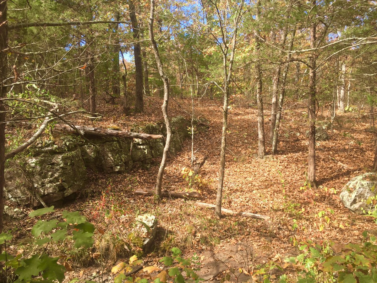 ozarkswriter's tweet photo. Took a hike in our woods. Cat tagged along and I turned into a Cat Uber. It's a gorgeous day! #autumn #cavestate #mo https://t.co/dlMyMWwyWy
