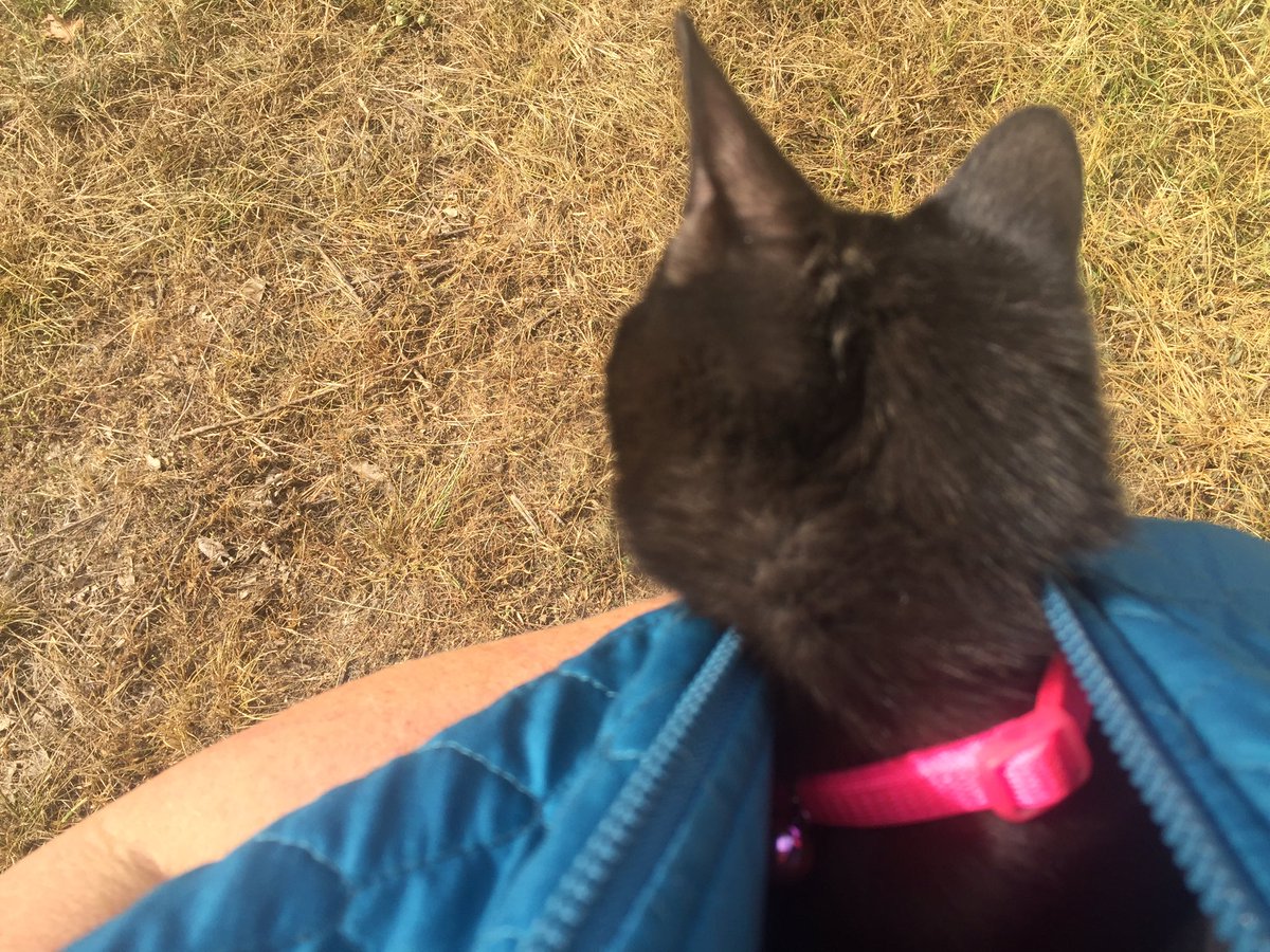 ozarkswriter's tweet photo. Took a hike in our woods. Cat tagged along and I turned into a Cat Uber. It's a gorgeous day! #autumn #cavestate #mo https://t.co/dlMyMWwyWy