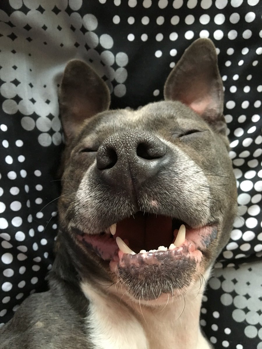 Bustersmum's tweet photo. @PetsatHome Stan my lovely Rescue boy #VIPOct2017 https://t.co/ZFMIAgLGkw