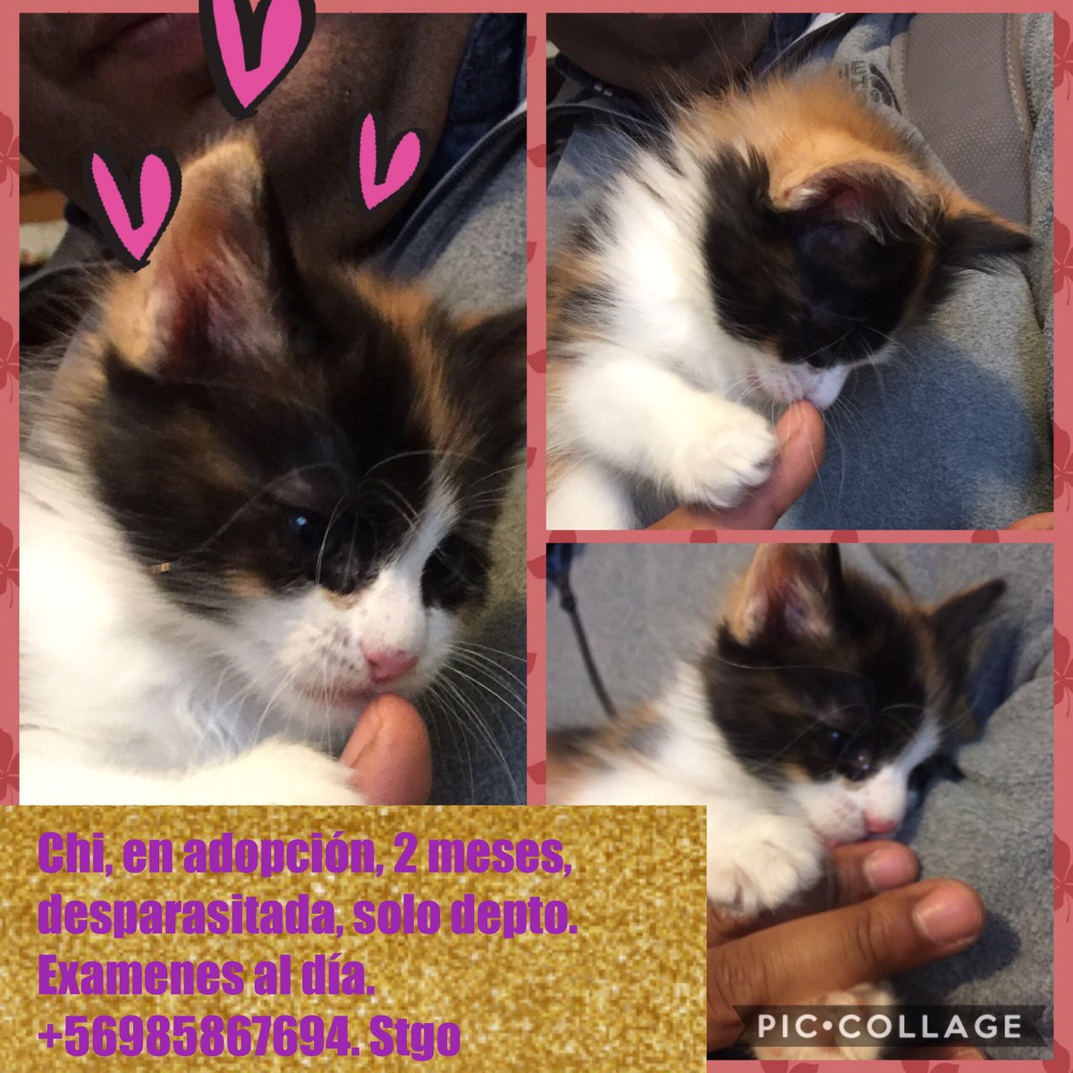 Bella gatita en adopción!!! 2 meses. Solo depto. Stgo <a href="/patrmarsh/">𑁍ᑭᗩT ♀️🟣</a> @ZitaTarot <a href="/robertojimenezm/">Roberto Jiménez Medina</a> xfis df!