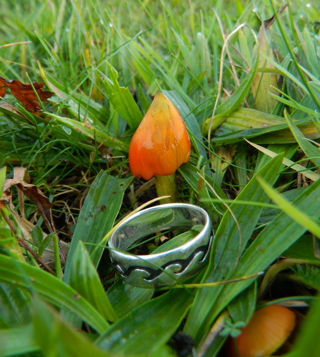 Reefpaths's tweet photo. Reminded again of how special #TunstallHills is with 4 species of Hygrocybe observed during short walk. Waxcaps are our #GrasslandJewels and photos do not capture the beauty when seen https://t.co/nUUayTiltr https://t.co/seCJ7jg9Ws