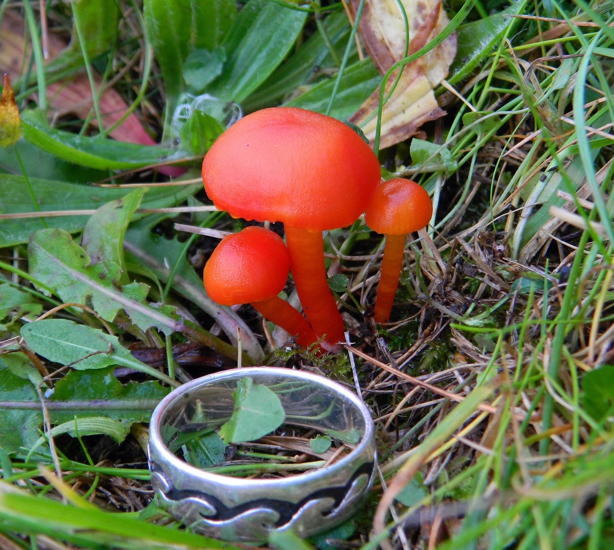 Reefpaths's tweet photo. Reminded again of how special #TunstallHills is with 4 species of Hygrocybe observed during short walk. Waxcaps are our #GrasslandJewels and photos do not capture the beauty when seen https://t.co/nUUayTiltr https://t.co/seCJ7jg9Ws
