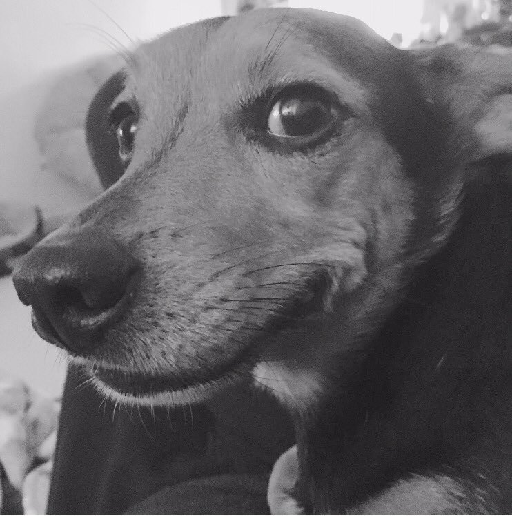 teenytwo's tweet photo. @PetsatHome Here's Bobby , ππ€8 years old ! #VIPOct2017 https://t.co/KkhhS5xA5N