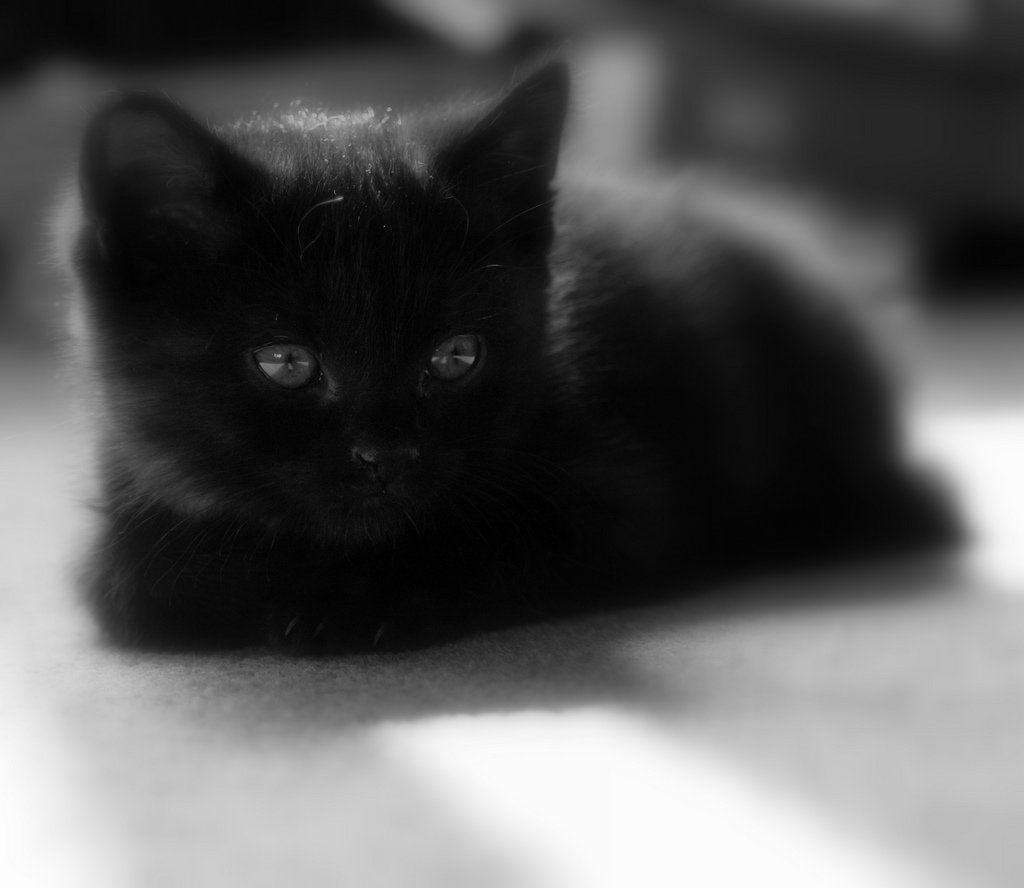 Source: flic.kr/p/9xLYUx
Credit: Alasdair Middleton