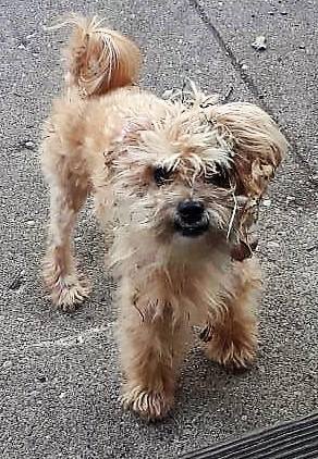 Lost Dogs Illinois Lost Chicago Il Petersonpark Fairfield Thorndale Kb Male Lhasa Apso Poodle Mix Yellow Tan Call 773 5 T Co Mphcsbbydr T Co Hle7hwdysq