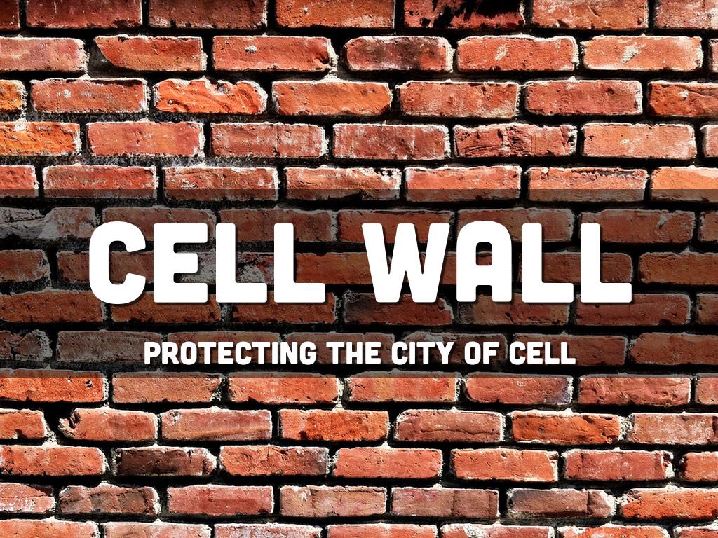 Cell Wall tweet media