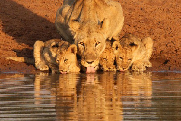 jamboadventure_'s tweet photo. En la manada de leones todos los cachorros se crían juntos. Las leonas dejan que los cachorros de otras se alimenten de ellas. #DatoCurioso https://t.co/xfbGVTPDPe
