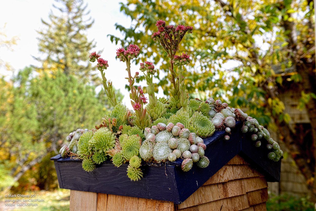 Now here is an unusual roofing material. #ChicksAndHens

#gardening #BlackDiamond #photography #yyc