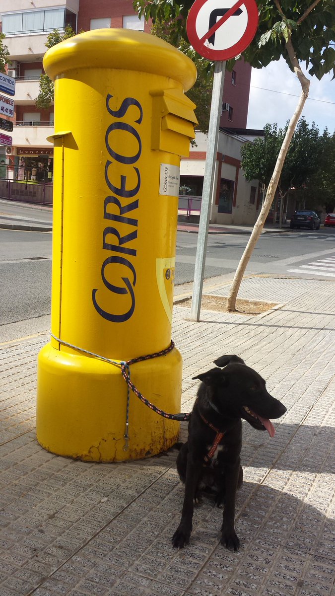 VeterZeneta's tweet photo. Nuevas fotos de Chilaba, un poco polvorienta del monte, sigue buscando su hogar definitivo, contacto: 968 854 993 - 686 623 597 https://t.co/XZkNXq8oje