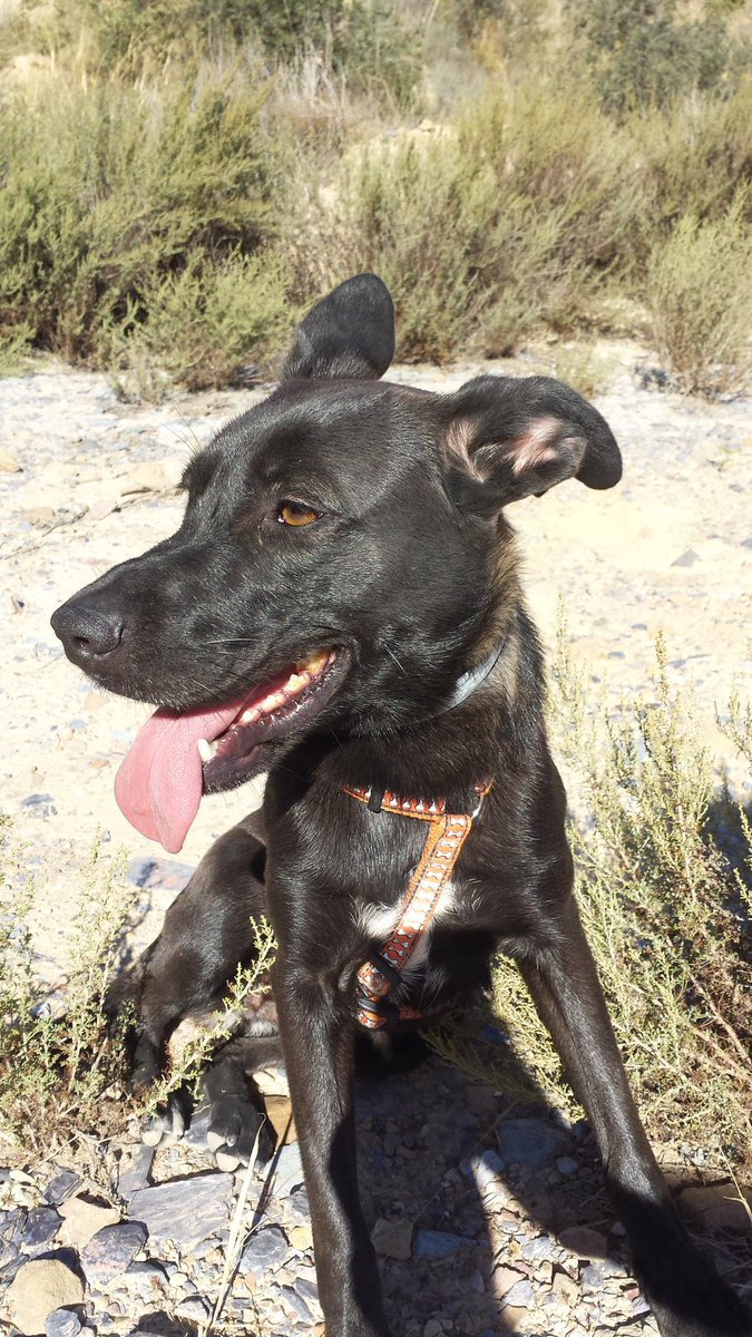 VeterZeneta's tweet photo. Nuevas fotos de Chilaba, un poco polvorienta del monte, sigue buscando su hogar definitivo, contacto: 968 854 993 - 686 623 597 https://t.co/XZkNXq8oje