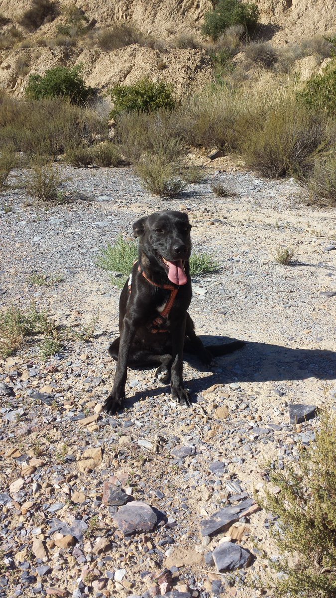 VeterZeneta's tweet photo. Nuevas fotos de Chilaba, un poco polvorienta del monte, sigue buscando su hogar definitivo, contacto: 968 854 993 - 686 623 597 https://t.co/XZkNXq8oje