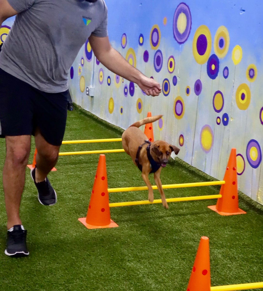 wwwdogtraining's tweet photo. It's a bird. It's a plane. It's HARRIS!!! #AgilityClass https://t.co/zXEf5aSQWI