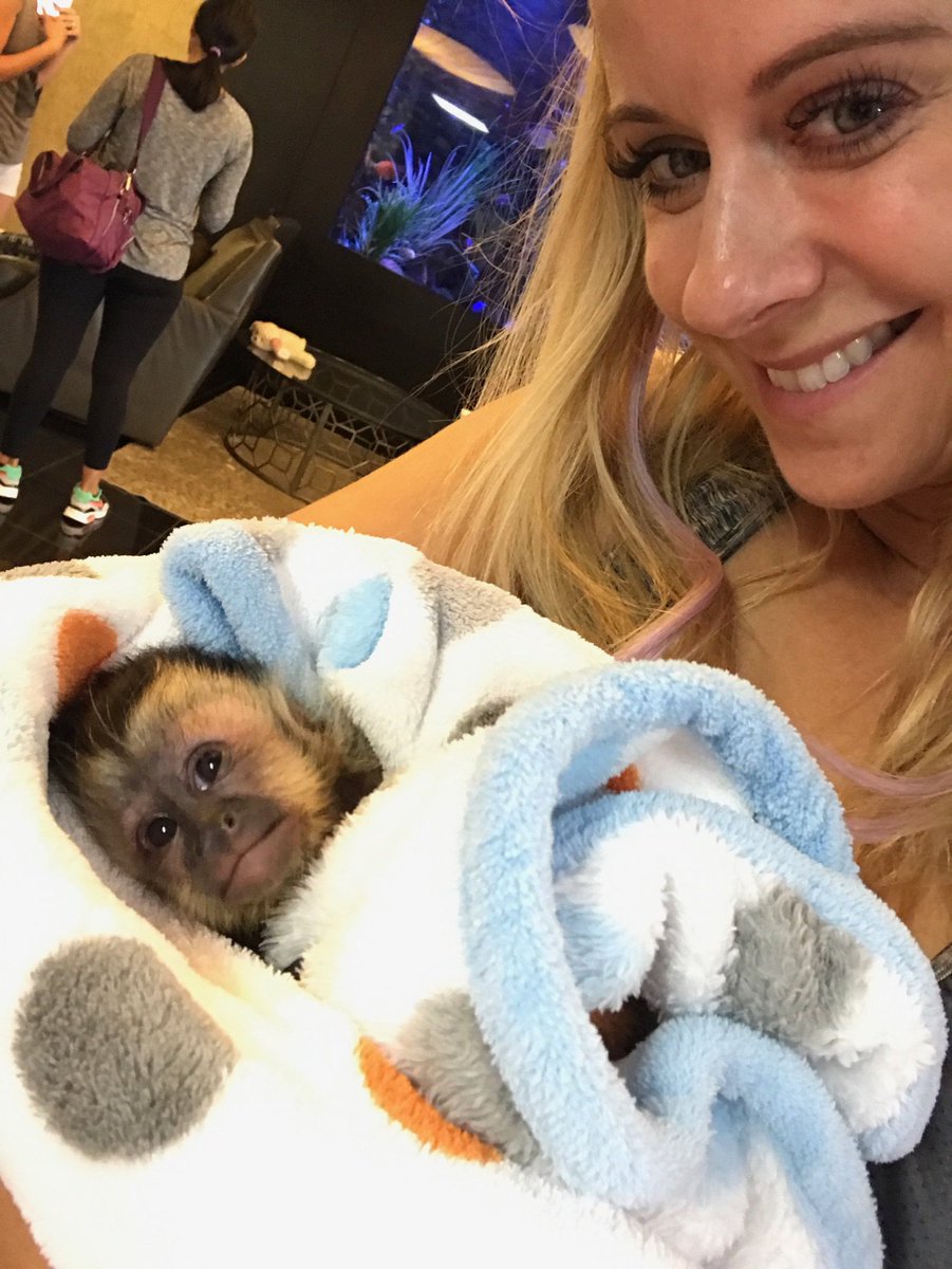jillreno's tweet photo. What a sweet little monkey 🐒 https://t.co/tx7FAYIldn