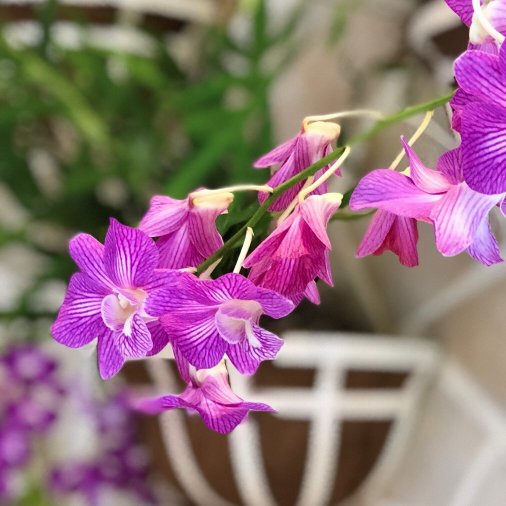 HyattWaikiki's tweet photo. Here's to a little serenity on Sunday. Welcome tranquility any day of the week at #NaHoOlaSpa. https://t.co/gZeANbV3Ba #hyattregency #orchid https://t.co/kzw7sWP5W0