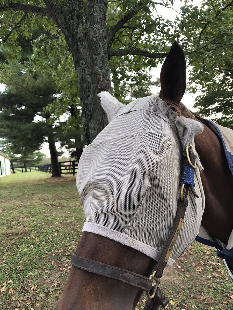 anneczer1's tweet photo. Dear @SmartPak. Can we consider new materials for the ears 😩😩 #onlyflymaskmyhorsewillkeepon https://t.co/utBkj0DTND
