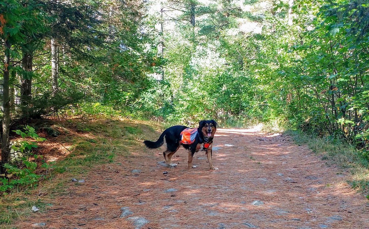 MuskokaCD's tweet photo. Beautiful fall day for a walk. #bracebridge #muskoka #wilsonsfalls #backpackingdog https://t.co/DPURLDuRIr