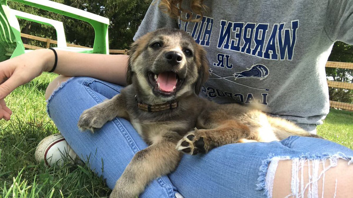 kenzieread's tweet photo. I can not get over how cute my puppy is. 😍💕🐶 https://t.co/goXPGNPLZY