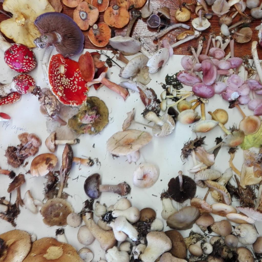 FionnualaArdee's tweet photo. This happened @Killruddery today @Mushroomstuff enthusiasm, knowledge is outstanding #mushrooming again next Sunday. https://t.co/YXwWtulpHE