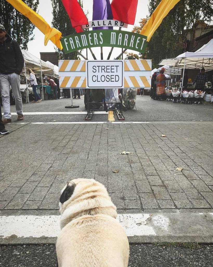 buddhathepug_'s tweet photo. “Organic cookies! Check!” -Buddha #ballardfarmersmarket #pugsofinstagram #cutepugs #dogsofballard #wheretgecookies… https://t.co/tqOQOPzt5S https://t.co/Z0uSIWTBev