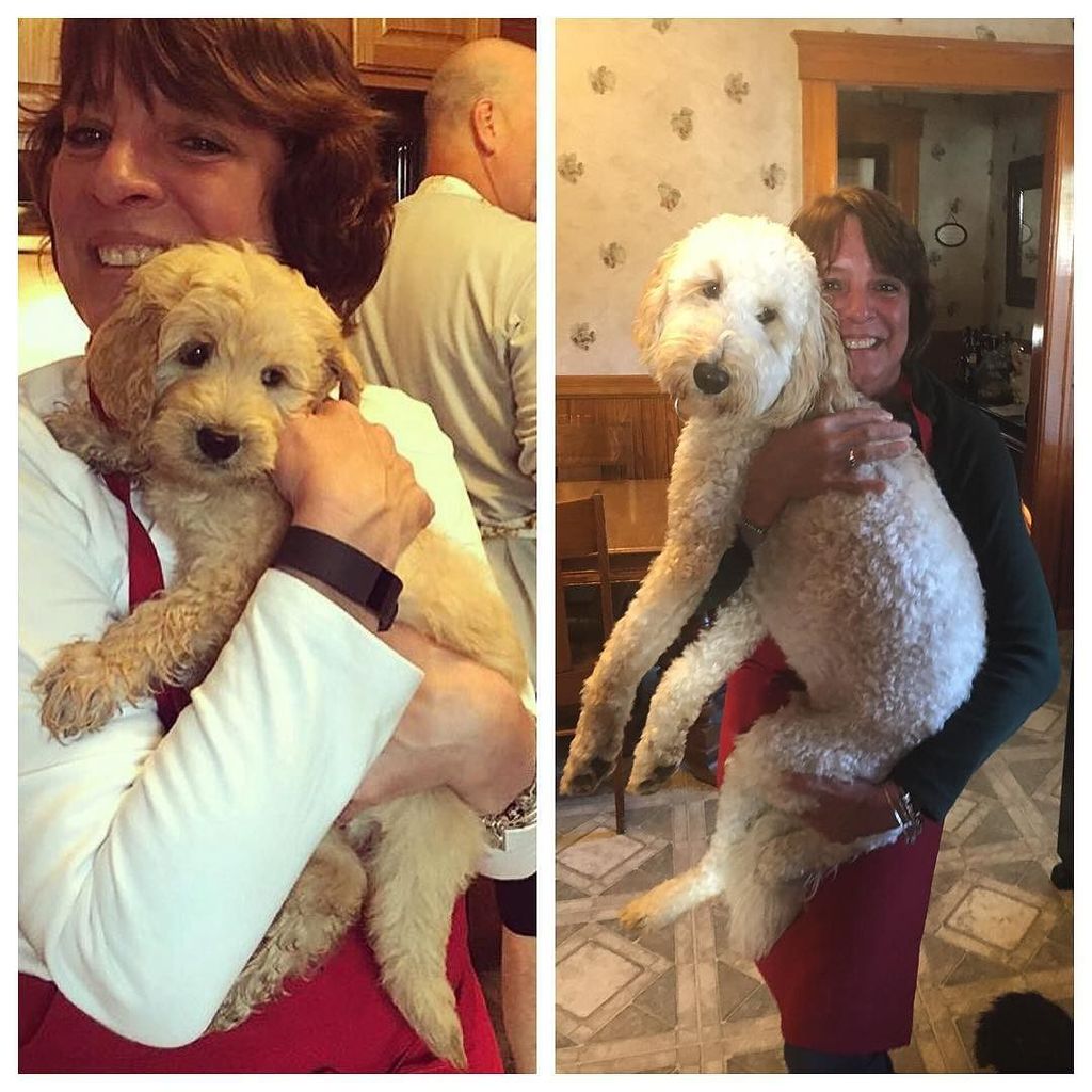 leo_doodcaprio's tweet photo. What a difference a year makes #grammyisalwayscooking #goldendoodle #goldendoodlesofig #goldendoodlesofinstagram #… https://t.co/JRwFF7WYCY https://t.co/HaiRAoXdif
