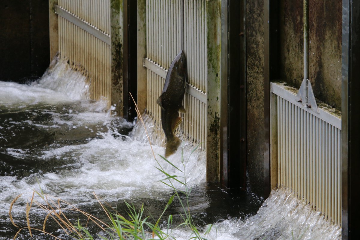 Barry_Cinematic's tweet photo. A couple of pics from today's visit to the Issaquah salmon hatchery... #issyfish https://t.co/Dx5SwSBxaC