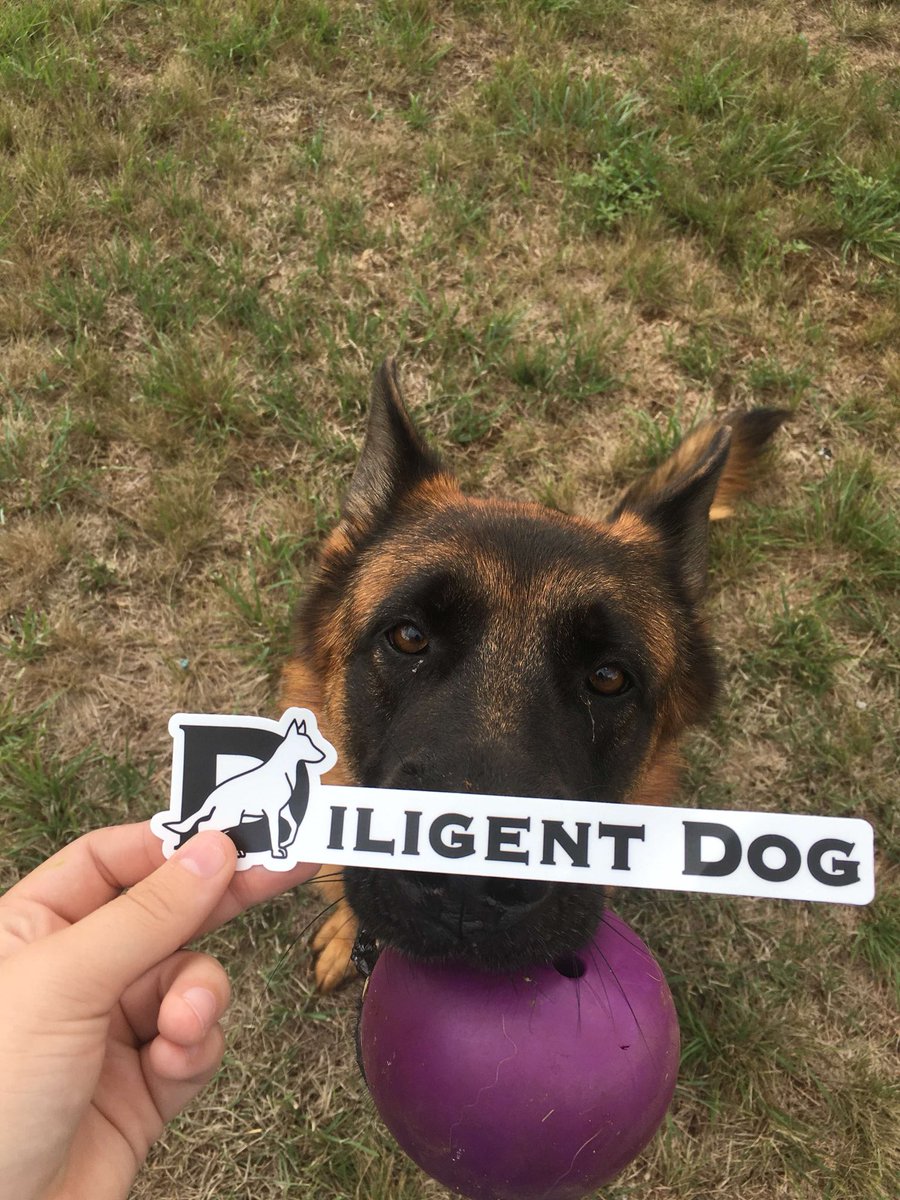 shopdiligentdog's tweet photo. We can’t resist a puppy! Look at those eyes💕🇺🇸

Help support our veterans and rescue pups at the same time!

Only at https://t.co/LoYf9E5AgZ https://t.co/81xdWGUKVp