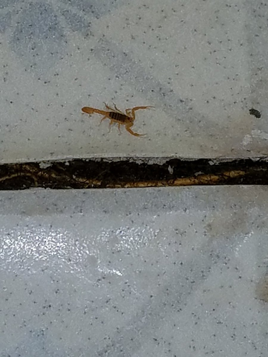 BroProInspect's tweet image. Always watch where you put your hands! This little guy was just hanging out waiting for its next victim..me!