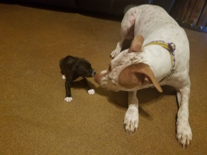 Sandy_Webb's tweet image. Stella introducing herself to 4 week old Elvira #pitbulllove