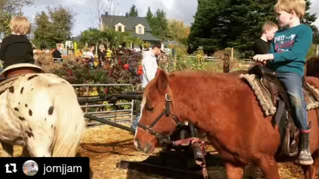 PlumperPumpkins's tweet photo. @jomjjam
・・・
How cute 😍 #pumpkinpatch #plumperpumpkinpatch #ponyride https://t.co/xVuX5MATW9