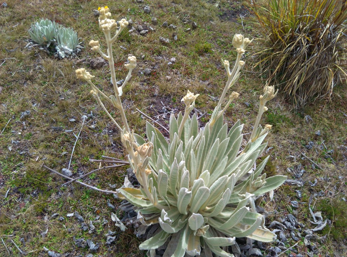 NelsonLAlvarez's tweet photo. #MeridaEs la sensible piel de un frailejón que florece aún en el frío clima de nuestros páramos #PorAmorAMeridaJehyson Orgullosamente andino https://t.co/J7sk0Jn6Fv