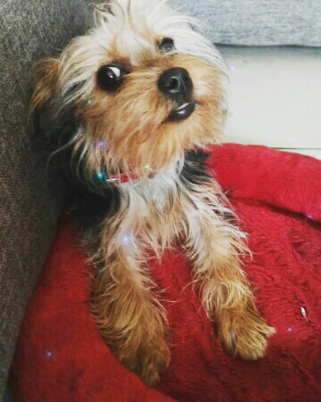 dayami_bastidos's tweet photo. Cuando tienes a lo que más quieres en el mundo 🌎♥️🐶 https://t.co/xwCCn1LV6z