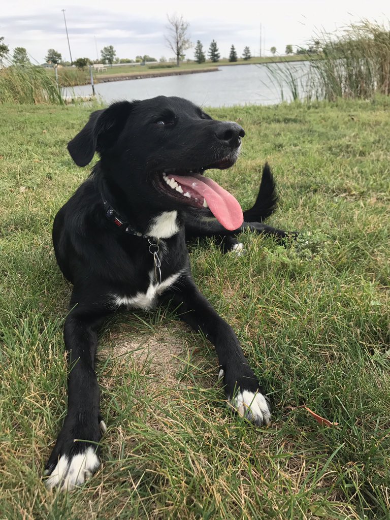 petspectives's tweet photo. @BlogPaws I was adopted from a Texas Humane Society 9 months ago. Now I travel the country! Thank u 4 promoting the adoption of black dogs like me! https://t.co/P9MgcvRqOs