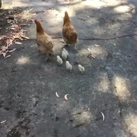 Cutechickens_'s tweet photo. Mama and babies. So cute! https://t.co/biHnOrDi0p