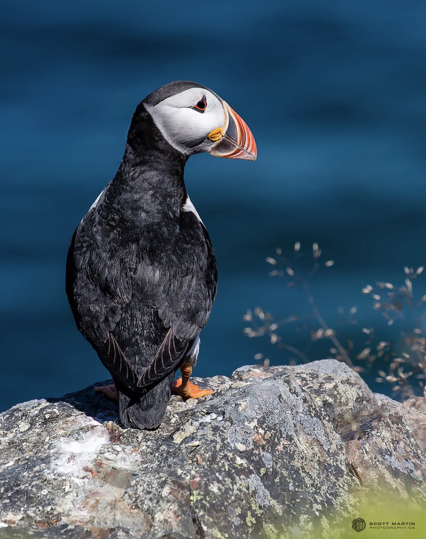 laura_nitram's tweet photo. @JozefTDC follow @sugarzebra for some sick photos of birds https://t.co/Zm7R2pRZmK