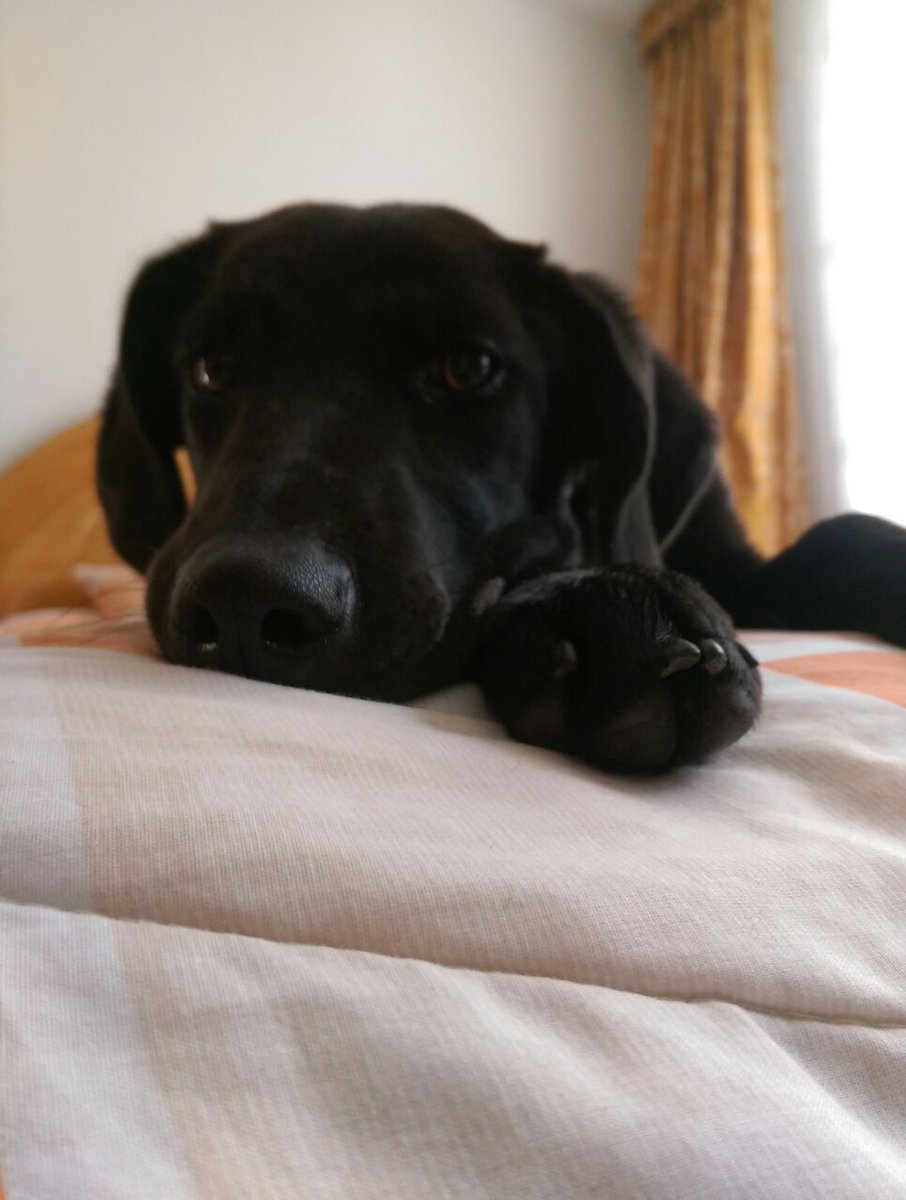 batuchin's tweet photo. Busco hogar para esta bb tiene 8 meces ya está vacunada https://t.co/8a4eEk1ZyS