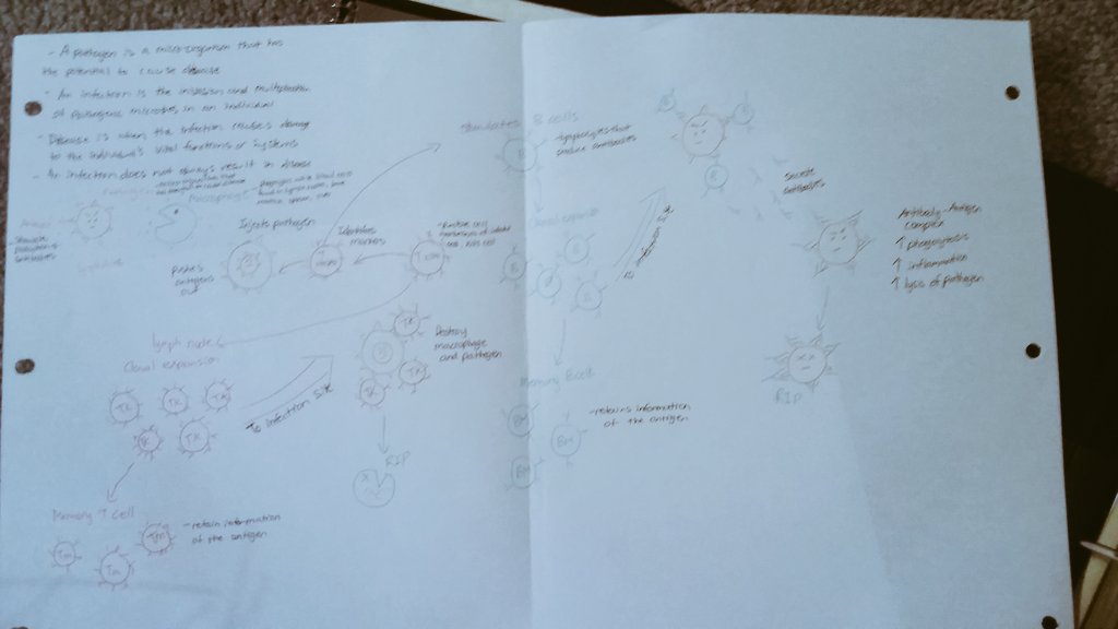 MeganHong97's tweet photo. Monster sheet of the immune system in highschool vs. University https://t.co/wak4HOS2Qh