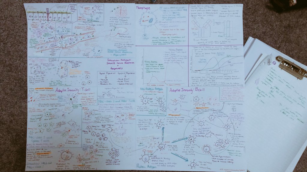 Monster sheet of the immune system in highschool vs. University