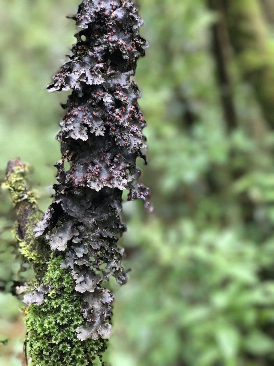 Jimeepadilla's tweet photo. 🍄🌿 https://t.co/HlbjOxTCx8