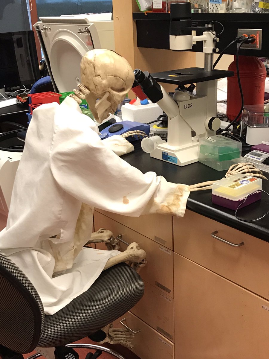 nicoleinscience's tweet photo. Meet the newest oldest member of our lab #seniorscientists #halloween #skeletonsinSTEM https://t.co/2pImbDiNsx